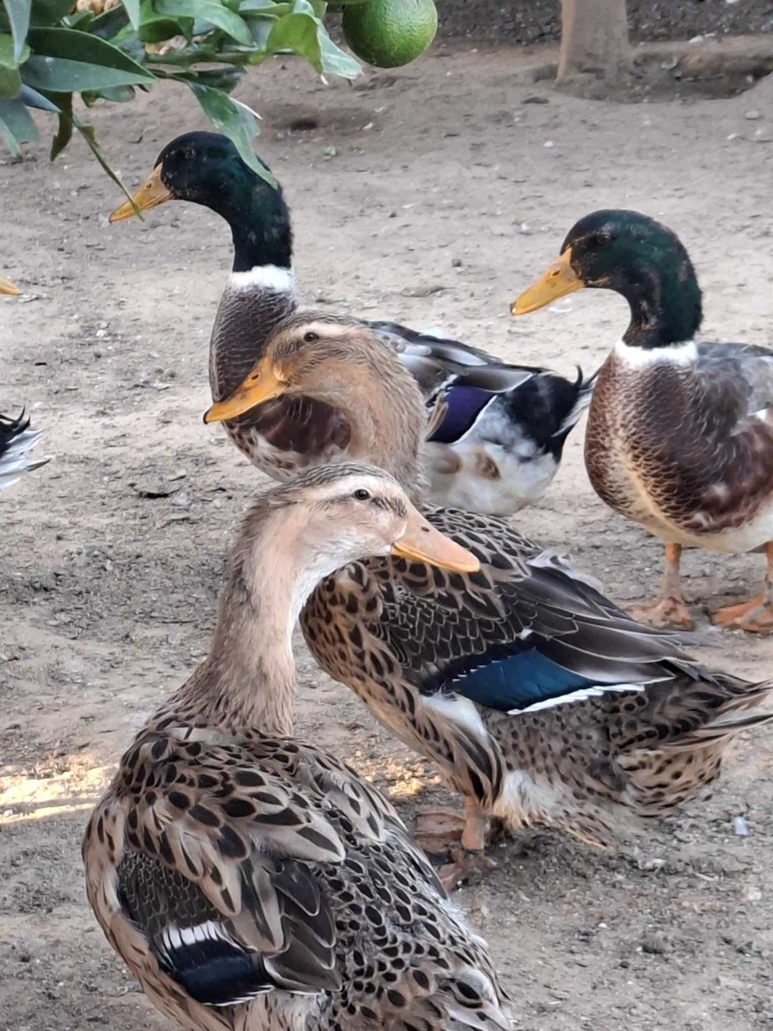 Casais de Patos Rouen nascidos este ano 2025