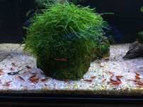 Krewetki red cherry