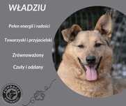 Władziu pies na medal szuka domu