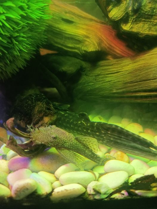 Glonojady pospolite