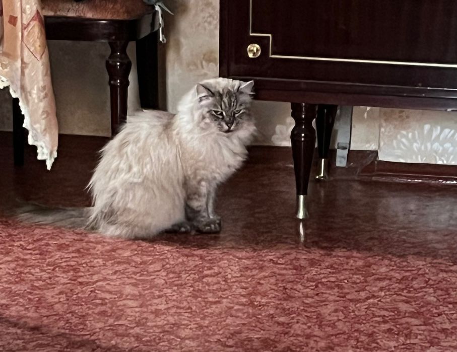 ТЕРМІНОВО!!! Єва в добрі руки