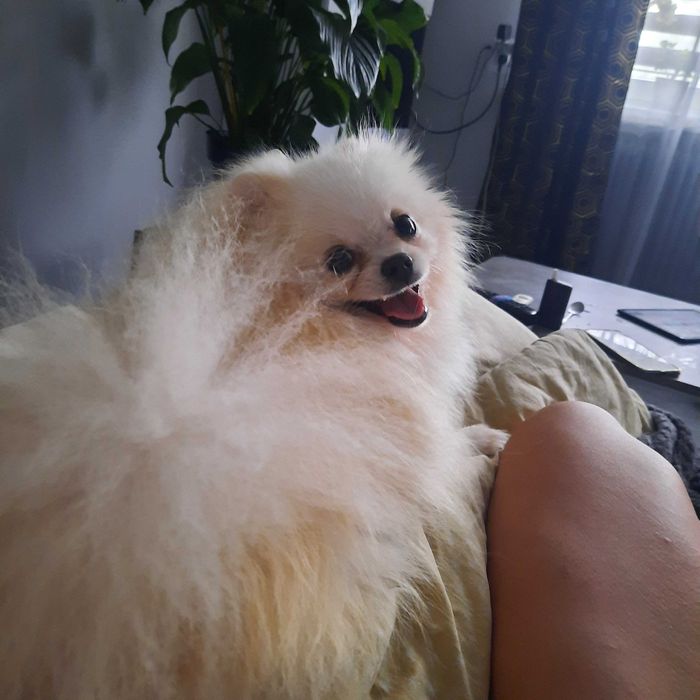 Szpic miniaturowy pomeranian