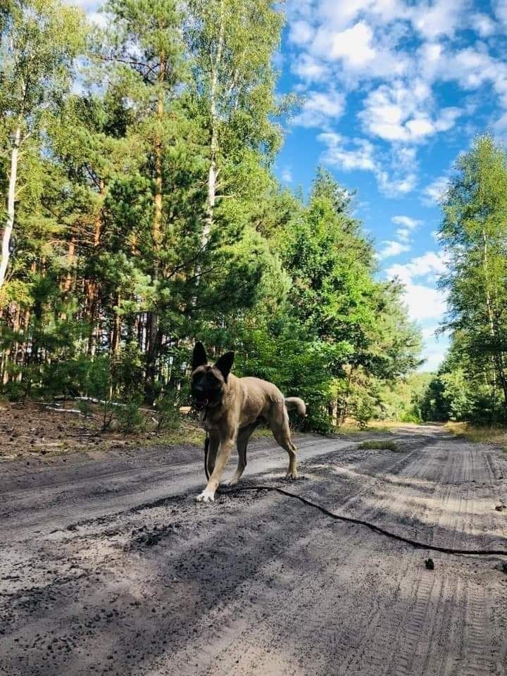 Niewidoczny dla ludzi, niewidomy psiak! Uratuj go! Błagamy