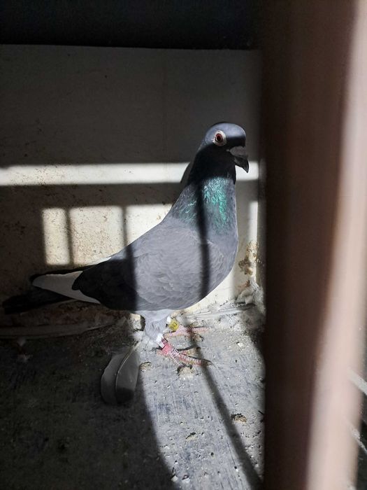 Sprzedam golebie pocztowe SAMCE