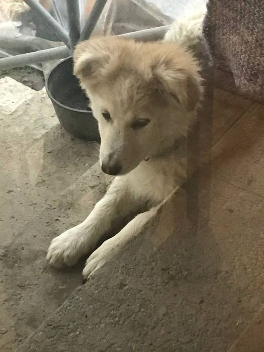 Пухнаста Умка шукає відповідальних батьків!