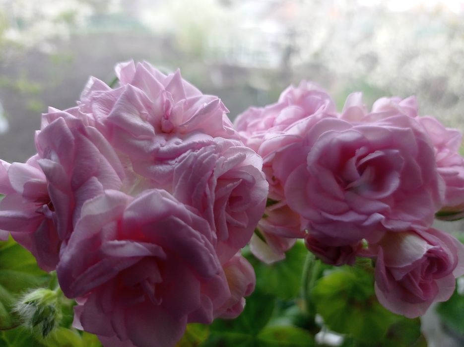 Пеларгония, герань, свежесрез