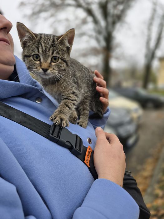 Кошеня в добрі ручки!