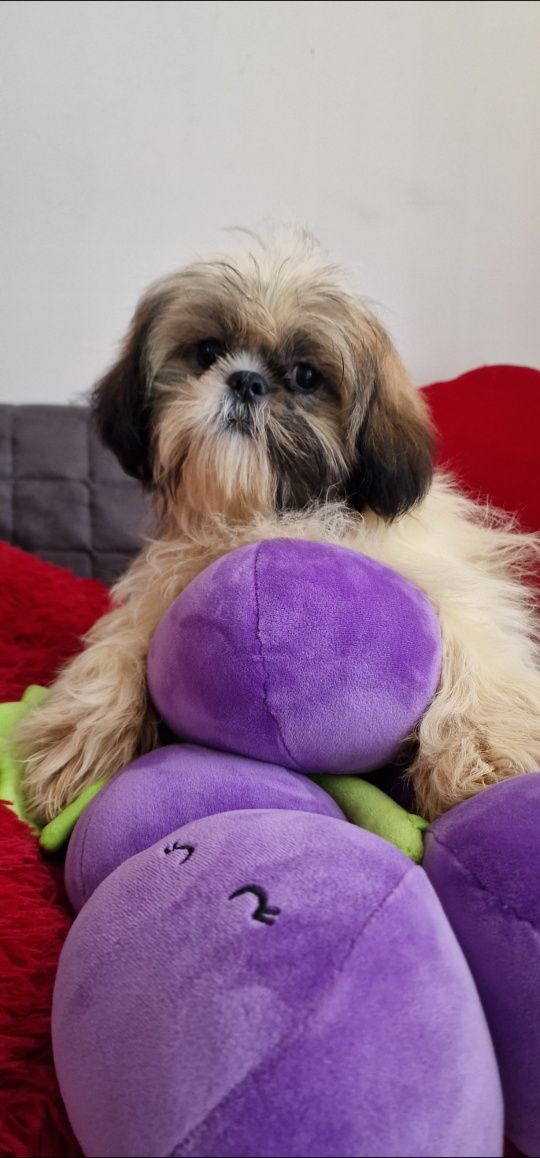 Shih tzu  tricolor