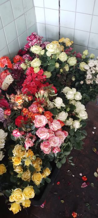 Саженцы,кусты роз.Весна лето осень