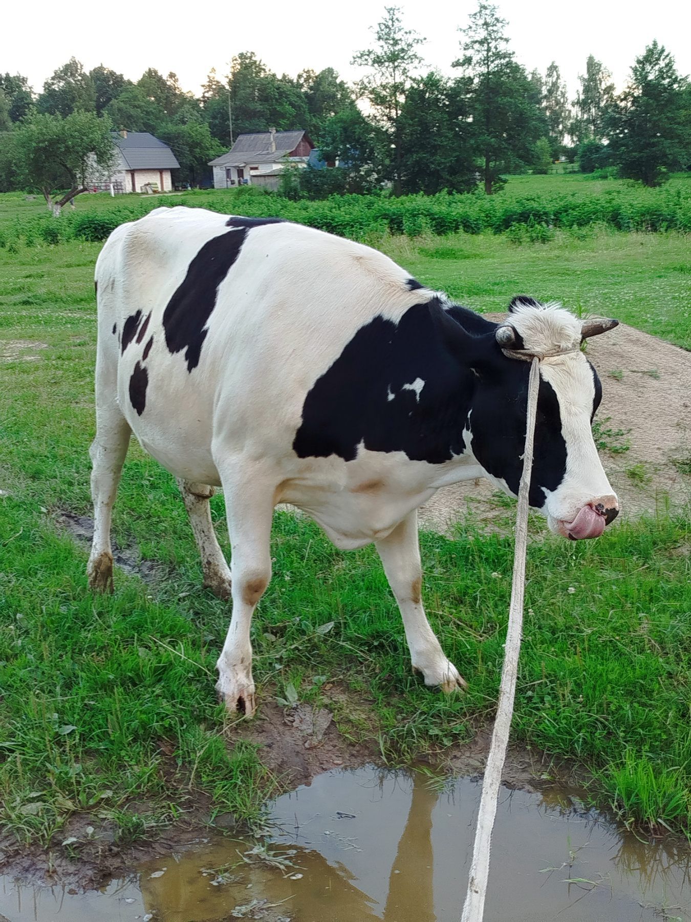 Продається корова
