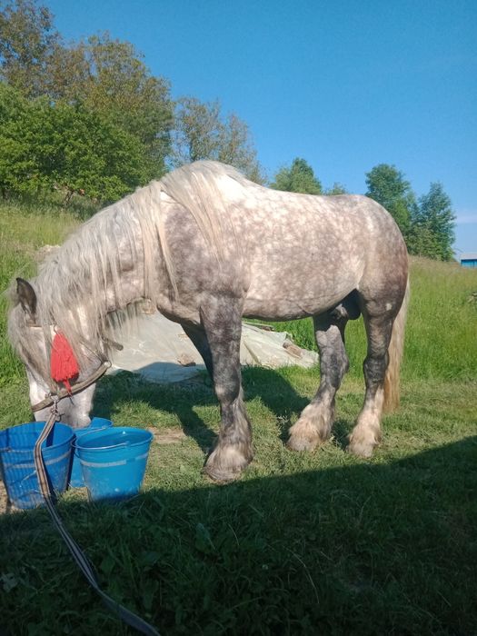 Продам жеребця Арден PKZ