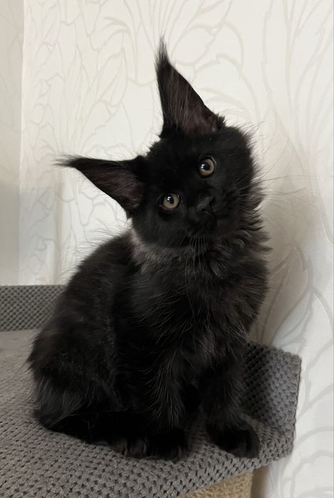 Котёнок Мейн-кун мальчик черный солид