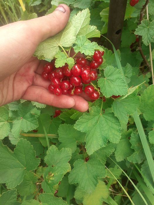 EKOLOGICZNIE OWOCE  chodowane Z pasją i wiedzą
