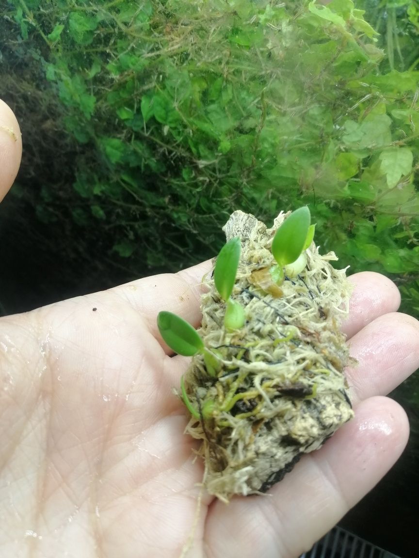 Мікроорхідея Bulbophyllum tjadasmalangense