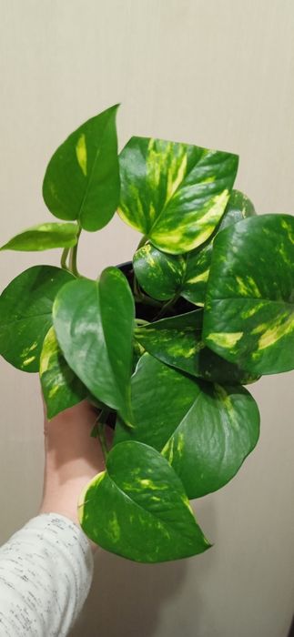 Філодендрон лайм, папірус, н-джой, каланхоє