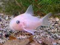 Młode kiryski  Rarytas nowość Corydoras  Kirys kirysek Pandy snow whit