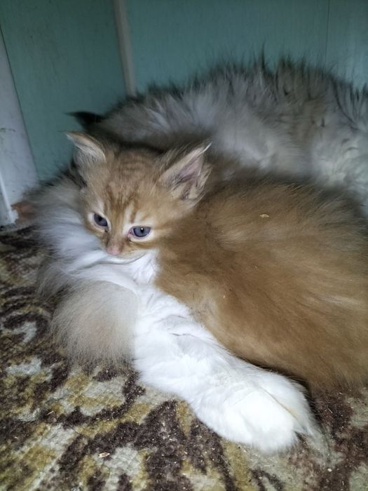 Віддам у добрі руки кошенят