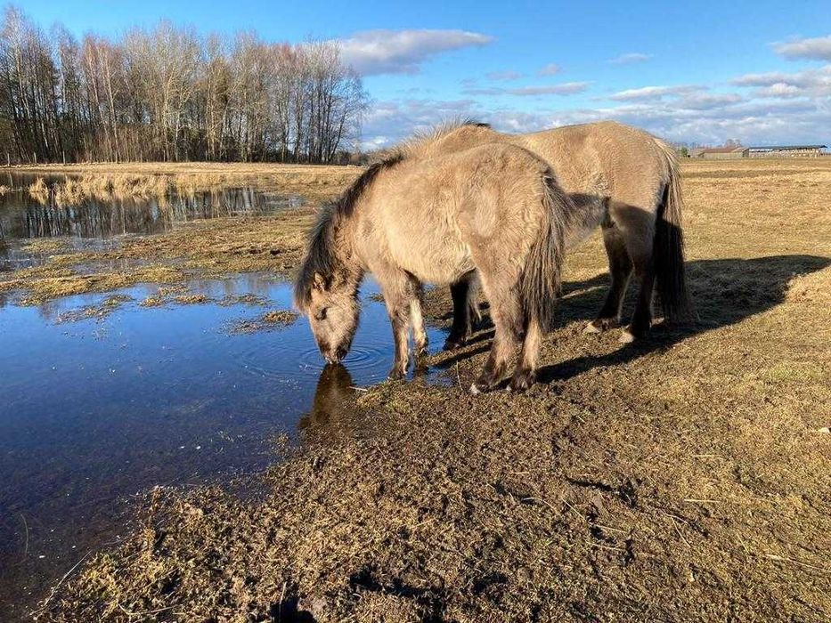 Klaczki Konik Polski
