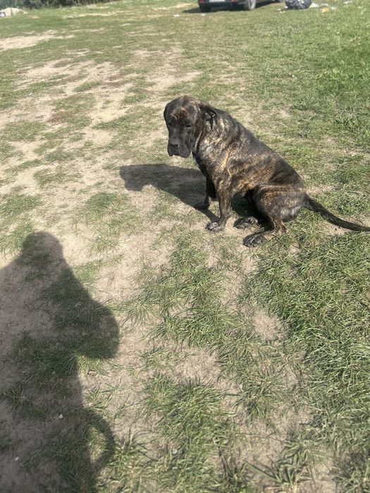 Cane Corso dorosła sunia