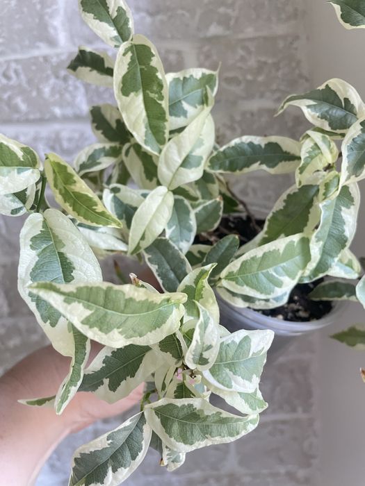 Фікус сагіттата варьєгата (Ficus sagittata var.)