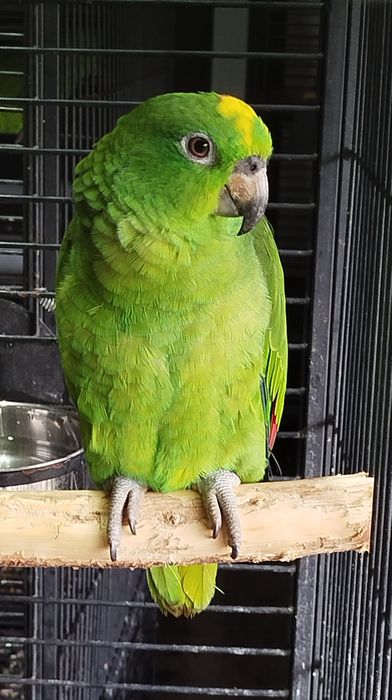Amazona ochrocephala
