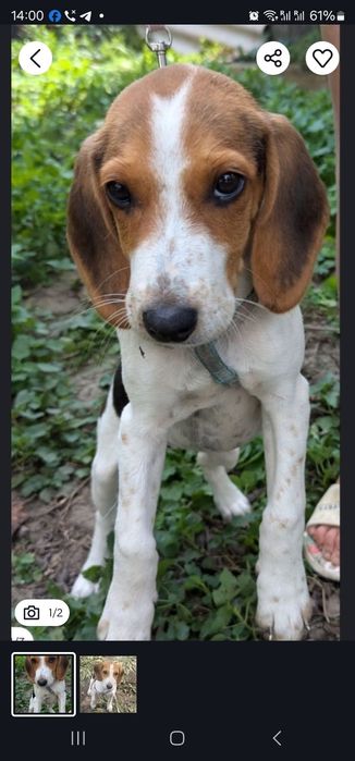 Щенок  Естонська гонча  цуценя