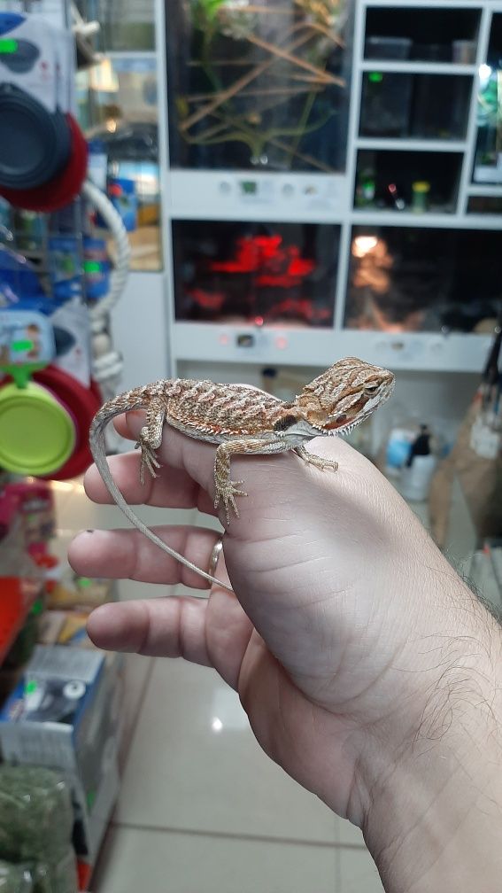 Agama brodata MINIATURKA w pawik.pl sklep zoologiczny