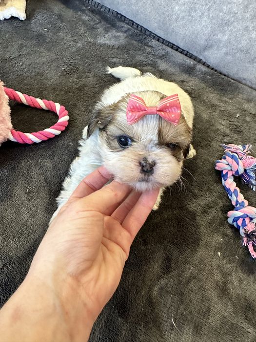Shihtzu fêmea  Linda