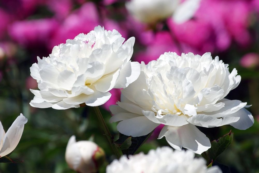 Rizomas/Bolbos de Peonias