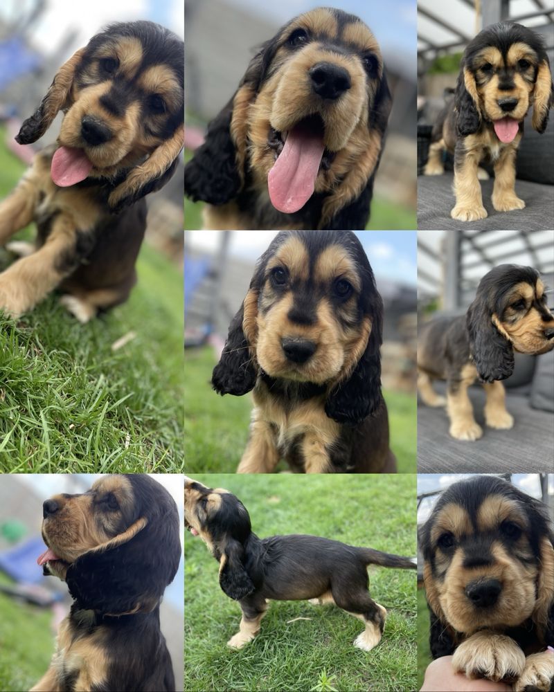 Cocker spaniel angielski badania genetyczne