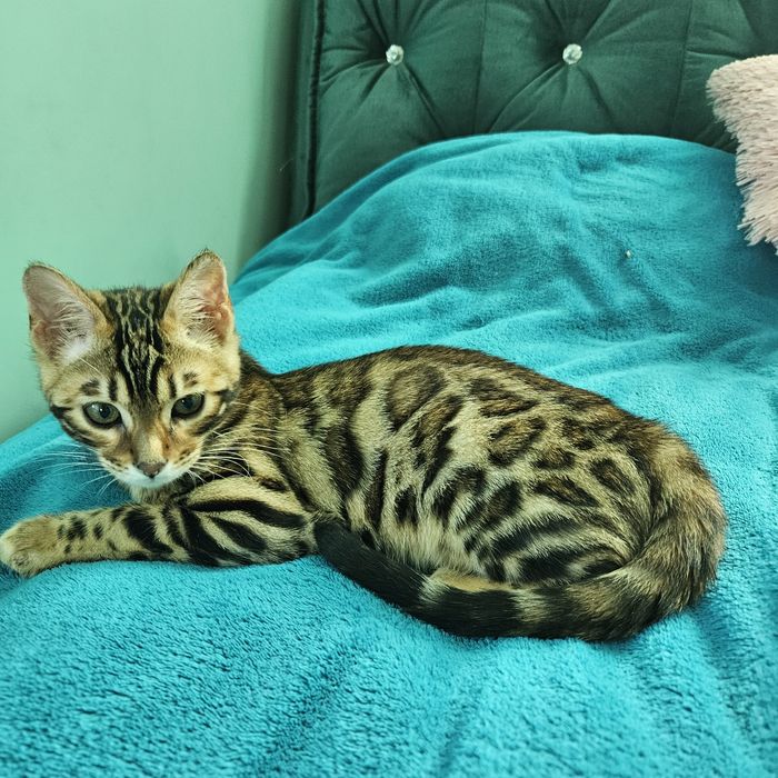 Бенгальські кошенята