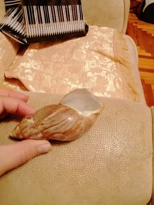 Ракушка в акваріум