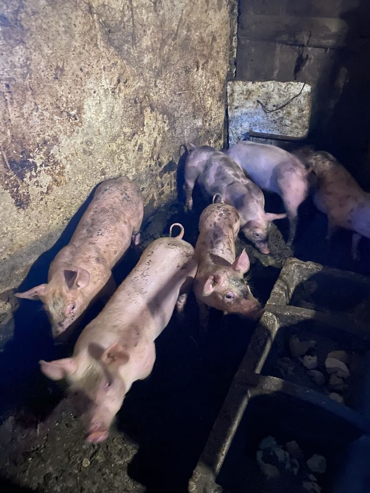 Vendo leitões boa raça ,faço intrega