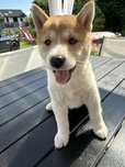 Wyjatkowa suczka shiba inu
