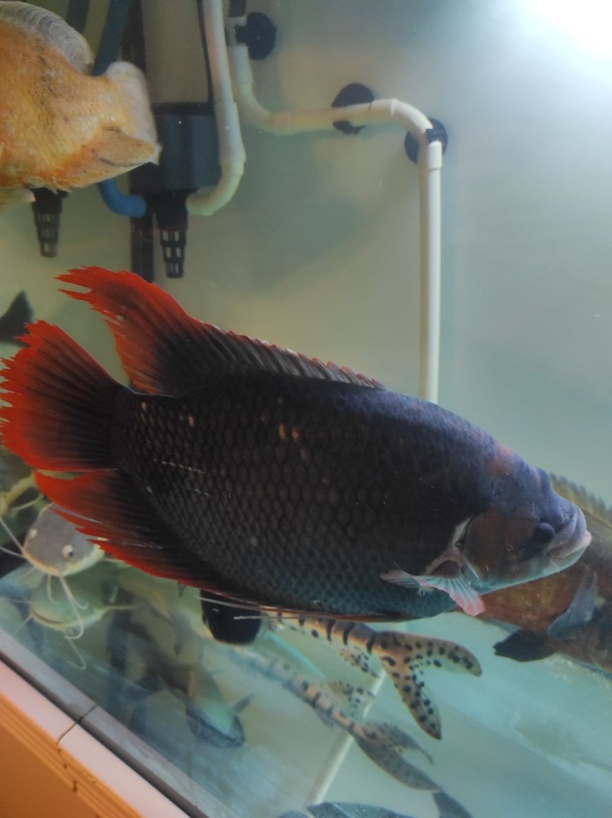Gourami red tail 45 cn