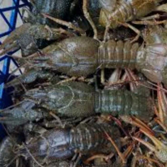 Продам живі раки та у нас діють знижки