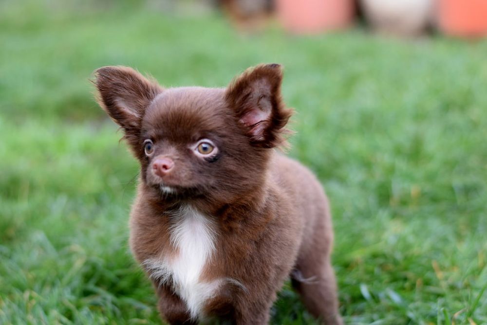 Довгошерстна дівчинка чихуахуа