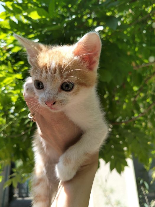 Віддам руде кошеня в хороші руки