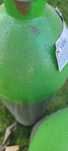 Butle mix 6.7 lira