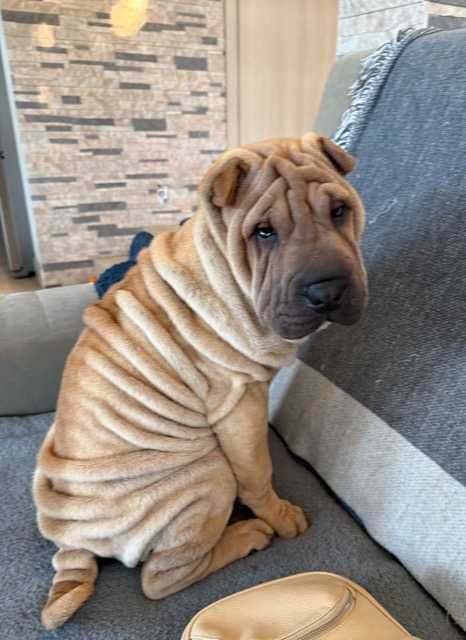 Hodowla rasy shar pei Red Folds przedstawia szczeniaków ur. 22.06.2025