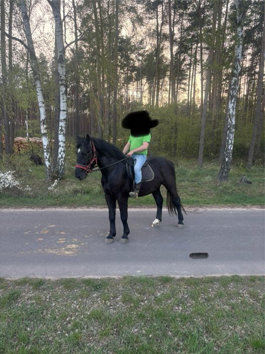 Sprzedam siwego walacha ślaskiego