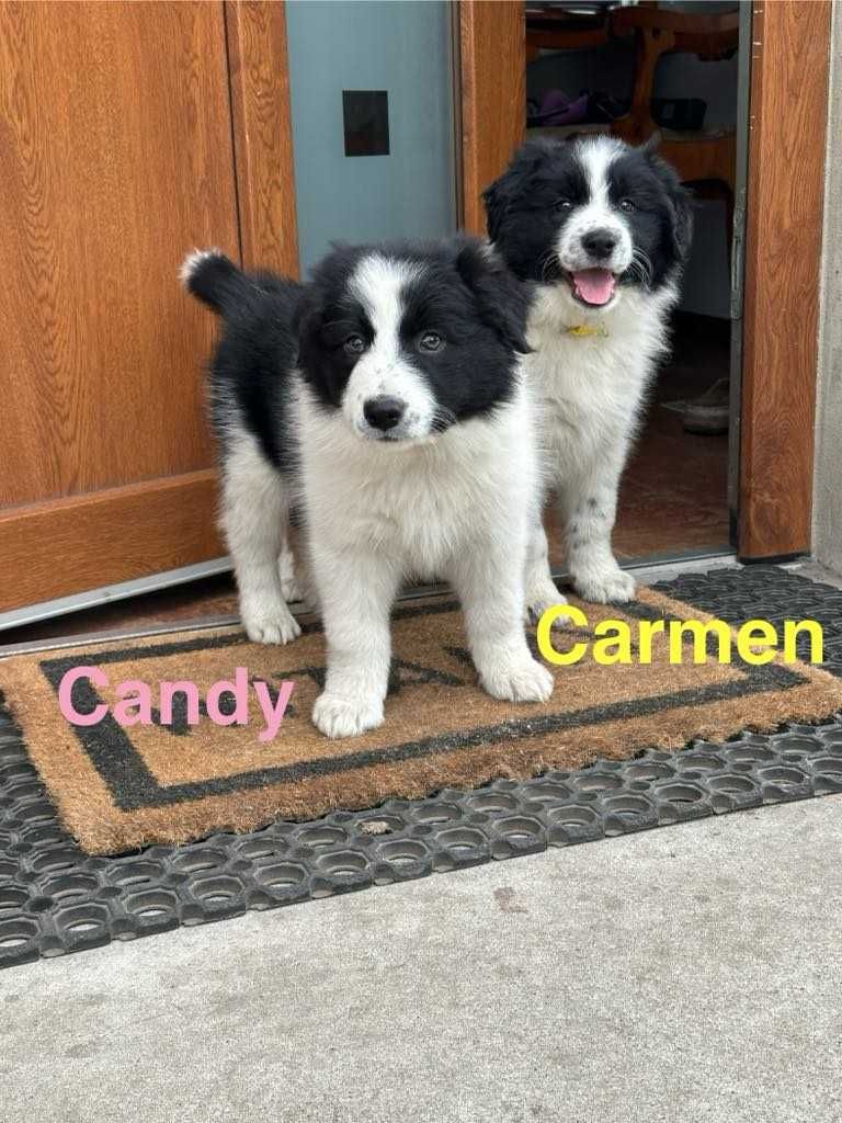 Border Collie szczeniak gotowy do nowego domku