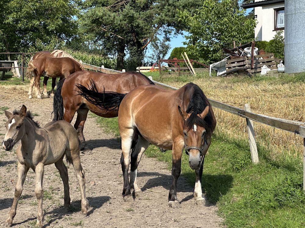 Sprzedam klacz ze źrebięciem