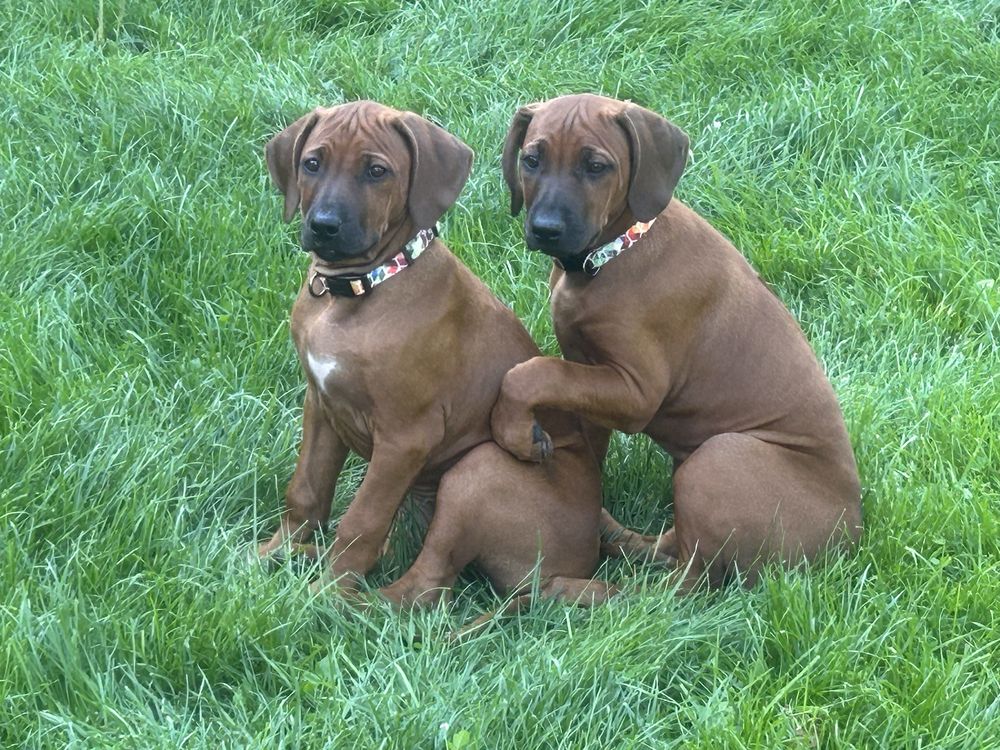 Rhodesian ridgeback - dwie ostatnie suczki