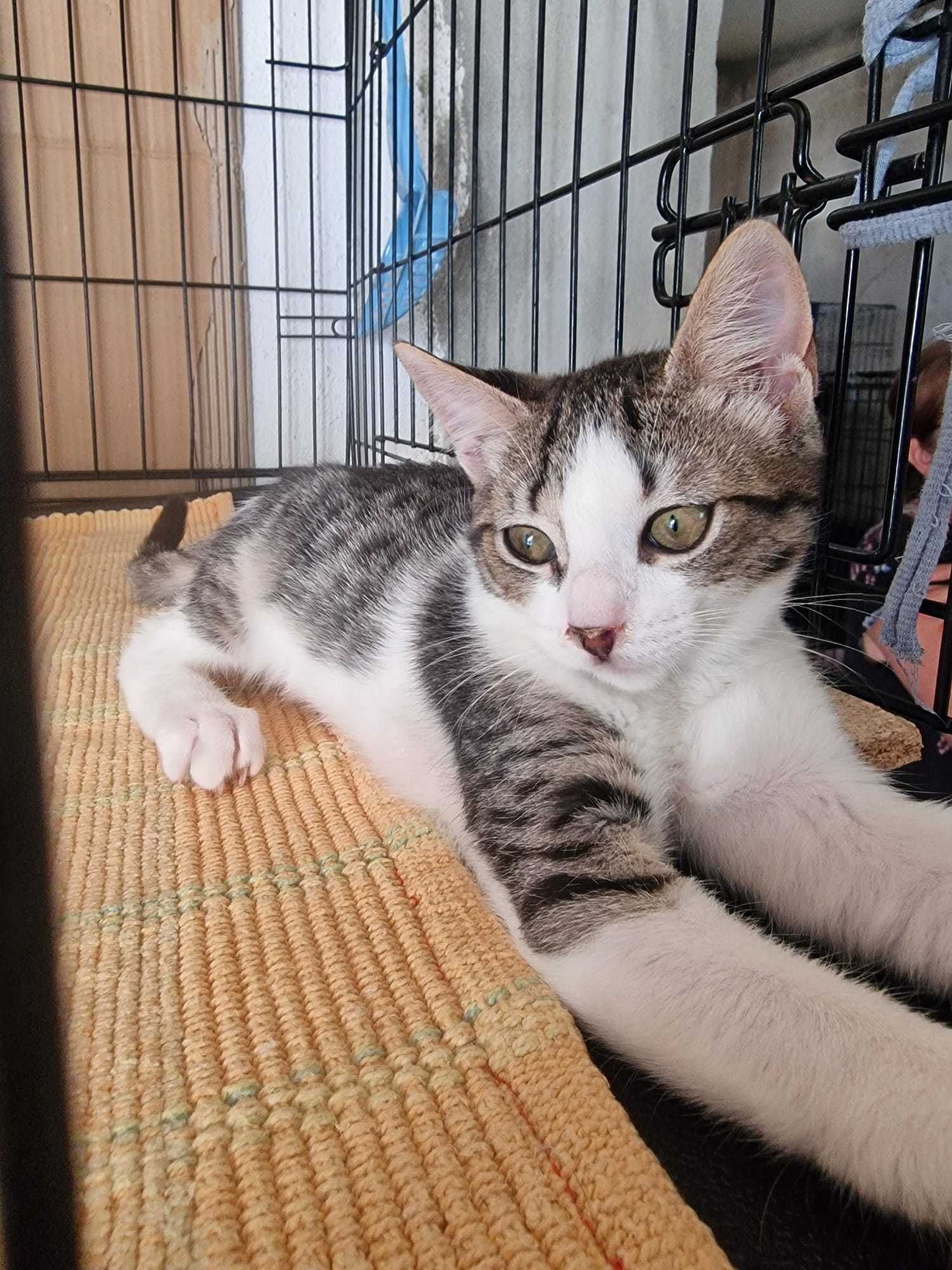 Gatinhos bebés para adoção consciente