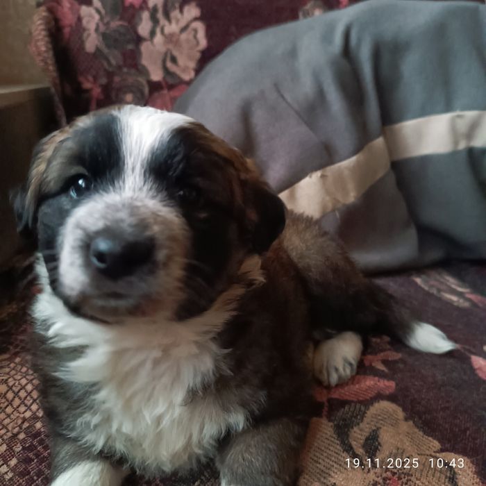 Отдам бесплатно щенка, девочка 2 месяца