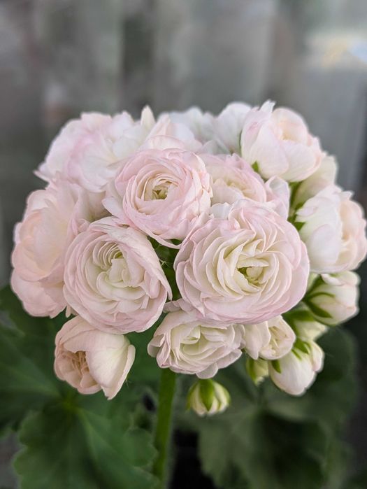 Вино Любові, сортова пеларгонія