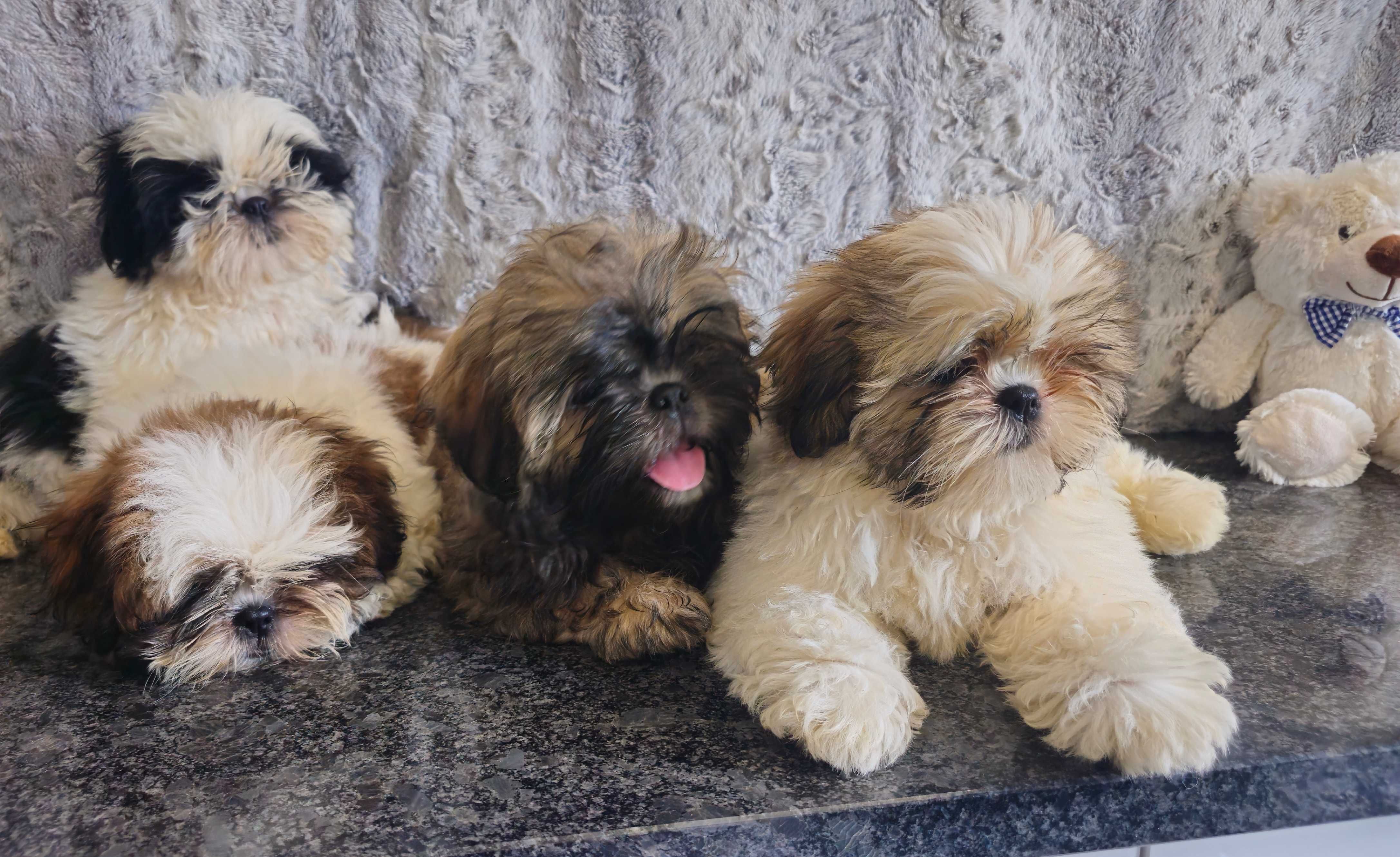 Shih Tzu puchaty piesek z rodowodem SWKIPR