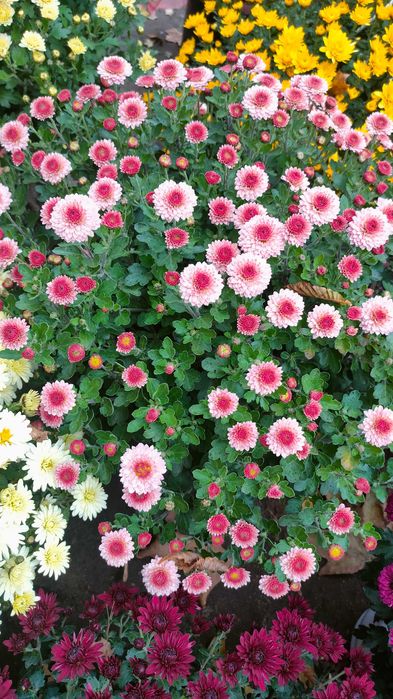 Хризантема мультифлора