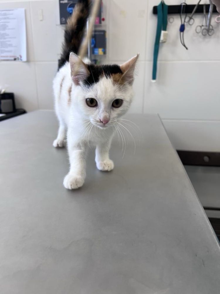 Oddam kotke do adopcji